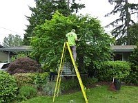 tree pruning and thinning