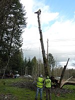 tree pruning and thinning in Bellevue WA